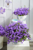 Campanula portenschlagiana