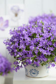 Campanula portenschlagiana