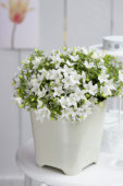 Campanula