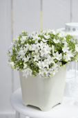 Campanula