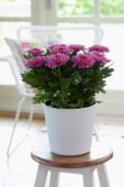 Chrysanthemum Nova Zembla Purple