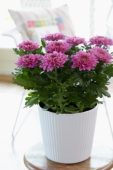 Chrysanthemum Nova Zembla Purple