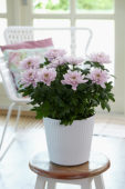 Chrysanthemum Nova Zembla Pink