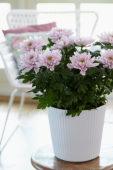 Chrysanthemum Nova Zembla Pink