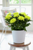 Chrysanthemum Nova Zembla Yellow