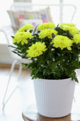 Chrysanthemum Nova Zembla Yellow
