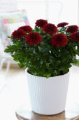 Chrysanthemum Nova Zembla Red