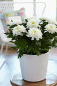 Chrysanthemum Nova Zembla White
