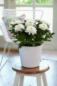 Chrysanthemum Nova Zembla White