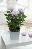 Chrysanthemum Nova Zembla Pink