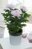 Chrysanthemum Nova Zembla Pink