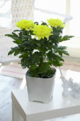 Chrysanthemum Nova Zembla Yellow