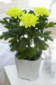 Chrysanthemum Nova Zembla Yellow