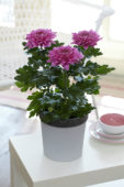 Chrysanthemum Nova Zembla Purple
