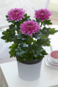 Chrysanthemum Nova Zembla Purple