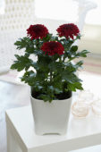 Chrysanthemum Nova Zembla Red