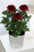 Chrysanthemum Nova Zembla Red