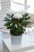 Chrysanthemum Nova Zembla White