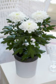 Chrysanthemum Nova Zembla White