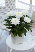 Chrysanthemum Nova Zembla White