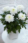 Chrysanthemum Nova Zembla White