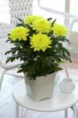 Chrysanthemum Nova Zembla Yellow