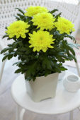 Chrysanthemum Nova Zembla Yellow