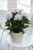 Chrysanthemum Nova Zembla Pink