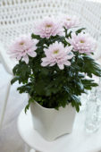 Chrysanthemum Nova Zembla Pink