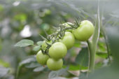 Solanum lycopersicum Torero
