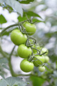 Solanum lycopersicum Torero