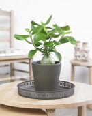 Hydnophytum