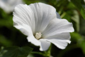 Lavatera white