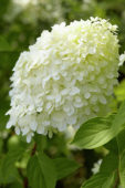 Hydrangea paniculata Limelight