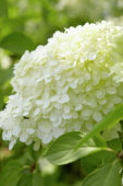 Hydrangea paniculata Limelight