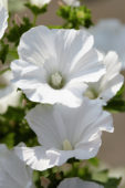 Lavatera white