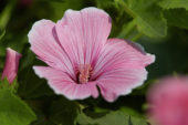 Lavatera roze