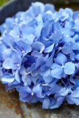 Hydrangea blue