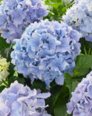 Hydrangea Spike ® Blue Hydrangea Spike ® Blue
