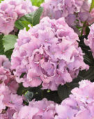 Hydrangea Spike ® Pink Hydrangea Spike ® Pink