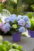 Hydrangea Spike ® Blue Hydrangea Spike ® Blue
