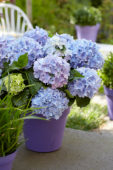 Hydrangea Spike ® Blue Hydrangea Spike ® Blue