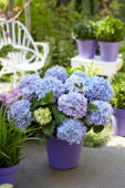 Hydrangea Spike ® Blue Hydrangea Spike ® Blue