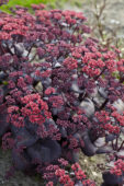 Sedum SunSparkler® Blue Pearl