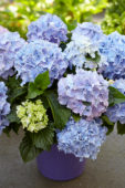 Hydrangea Spike ® Blue Hydrangea Spike ® Blue