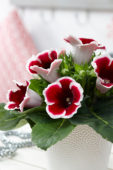 Gloxinia Kaiser Friedrich