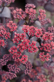Sedum SunSparkler® Blue Pearl