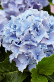 Hydrangea Spike ® Blue Hydrangea Spike ® Blue
