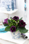Gloxinia purple