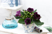 Gloxinia purple